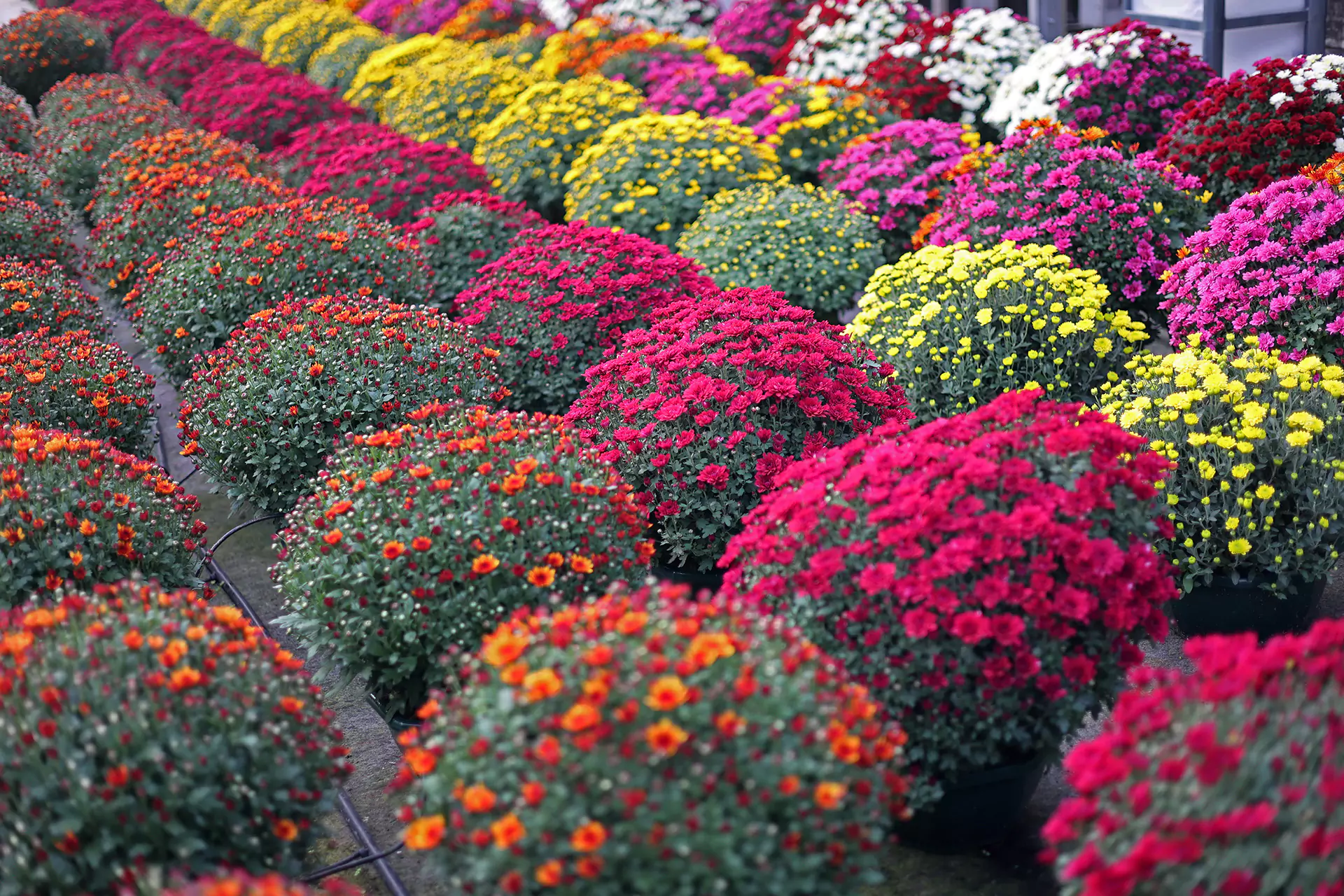 Boux’Fleurs : votre spécialiste des plantes vivaces dans les Vosges pour des jardins uniques