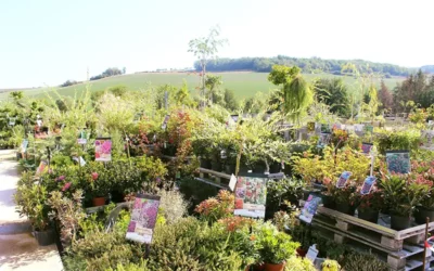 Comment choisir son plant d’arbre dans les Vosges chez Boux’Fleurs ?