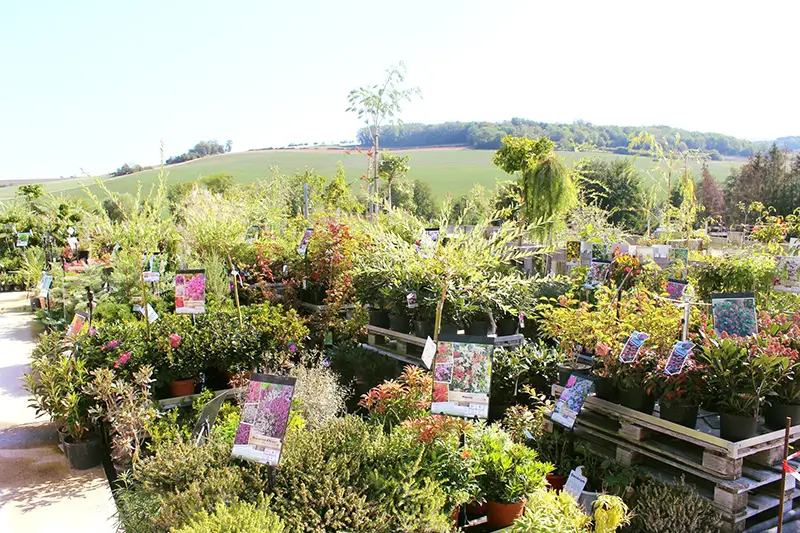 Comment choisir son plant d’arbre dans les Vosges chez Boux’Fleurs ?