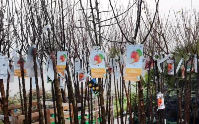 Arbre fruitier dans les Vosges : comment adapter votre choix en fonction de votre terrain ?