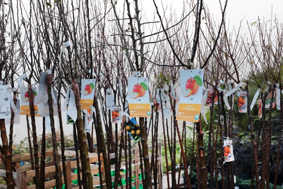 Arbre fruitier dans les Vosges : comment adapter votre choix en fonction de votre terrain ?