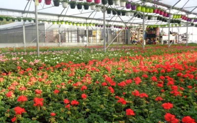Horticulture à Vittel : Boux’Fleurs, une production locale et durable