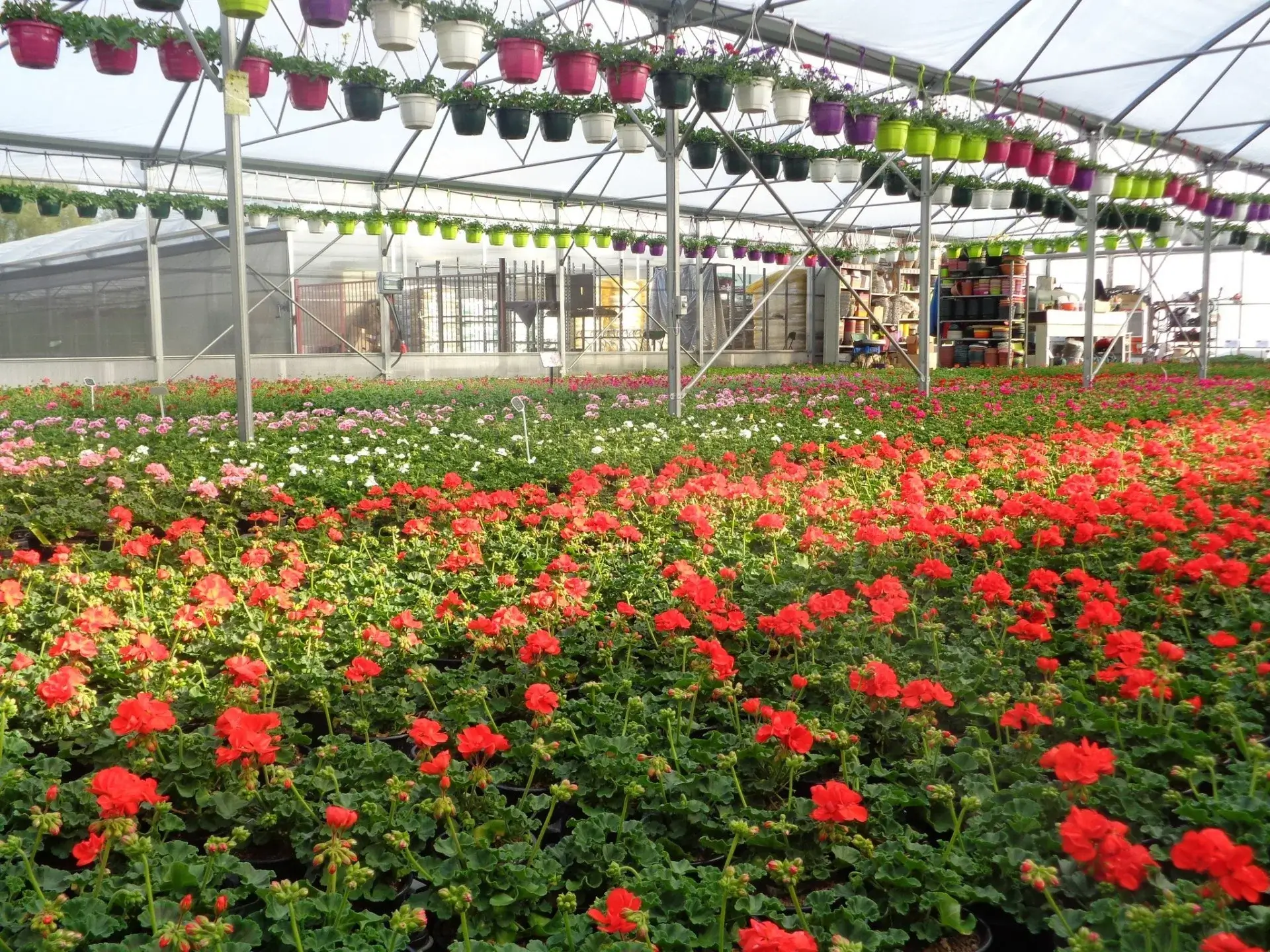 Horticulture à Vittel : Boux’Fleurs, une production locale et durable