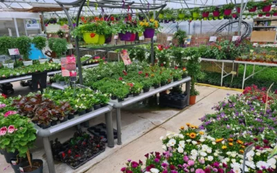 Pépinière à Vittel : un large choix de plantes adaptées aux Vosges